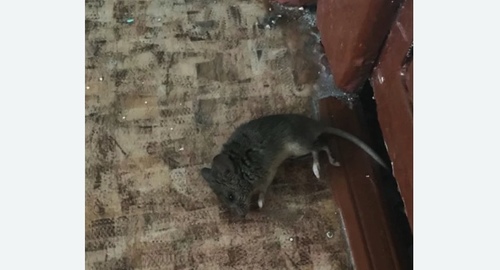 Дезинфекция от мышей в Буйнакске