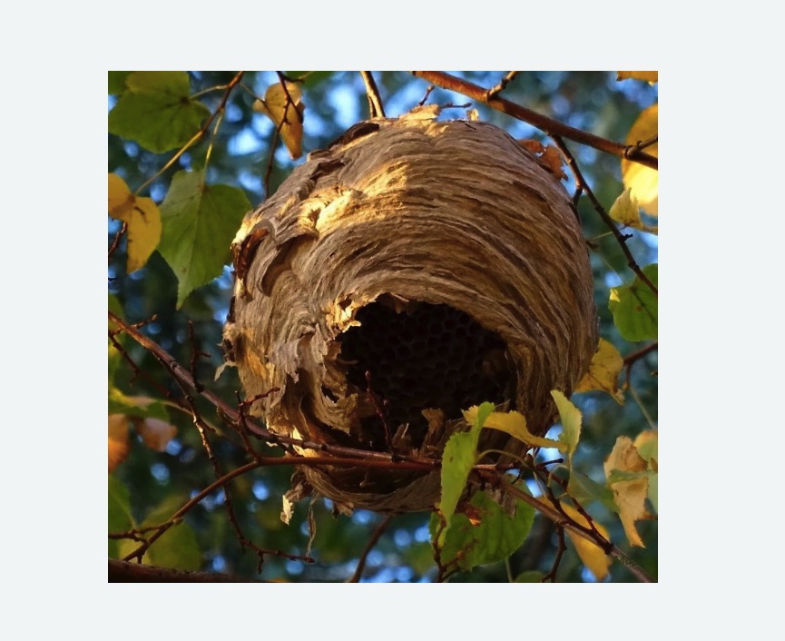 Обработка от шершней в Буйнакске