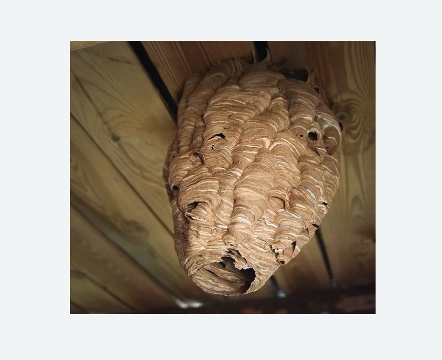 обработка от шершней в Буйнакске