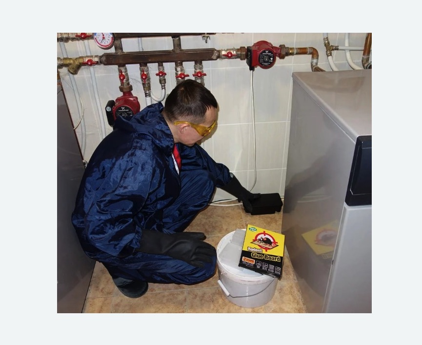 Уничтожение крыс в Буйнакске