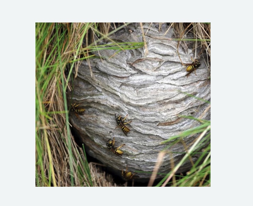 Уничтожение ос и ульев в Буйнакске